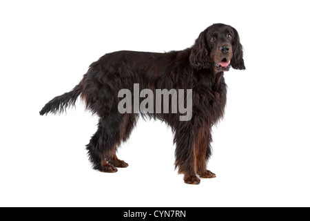 Setter Irlandais chien isolé sur fond blanc Banque D'Images