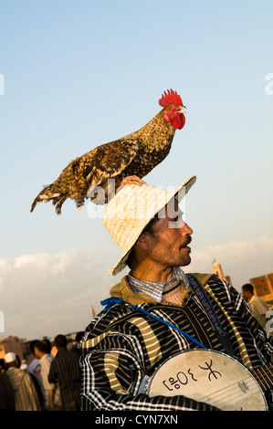 Un homme et son coq. Djemma el Fna, Marrakech, Maroc. Banque D'Images