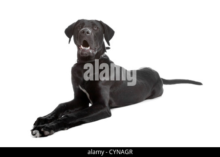 Mixed breed dog labrador/dogue allemand. Banque D'Images