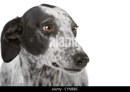 Chien lévrier blanc taché de noir isolé sur fond blanc Banque D'Images