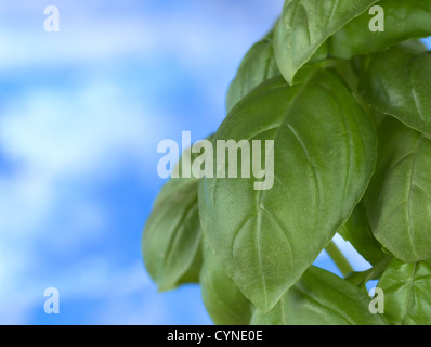 Basilic (lat. Ocimum basilicum) laisse en face de fond bleu Banque D'Images