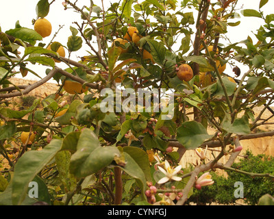 Tangerines nice sur un arbre Banque D'Images