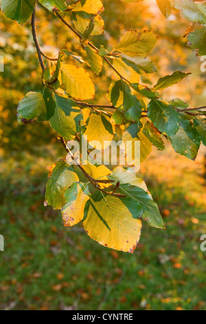 Couleur d'automne feuilles d'un hêtre commun Banque D'Images