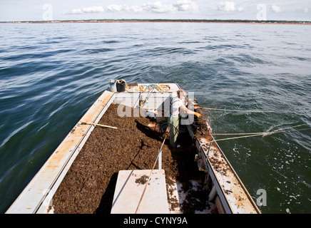 Carl Doucette profite de la mousse d'Irlande (Chondrus crispus) sur le récif ci-dessous sur l'Île du Prince Édouard, Canada. Banque D'Images