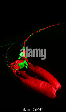 Les neurones et les muscles de Caenorhabditis elegans, un ver rond transparent (nématodes), environ 1 mm de longueur. Banque D'Images