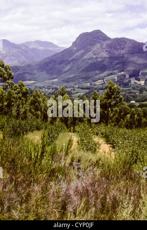 L'Afrique du Sud jan-1994 Conversions lames numérique,vignobles,Grande Cape Dutch et Montagnes Drakenstein Stellenbosch, Afrique du Sud Banque D'Images