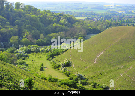 Barton Hills National Nature Reserve, Bedfordshire, Angleterre Banque D'Images