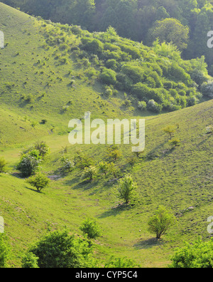 Barton Hills National Nature Reserve, Bedfordshire, Angleterre Banque D'Images