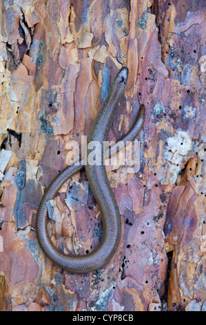 Anguis fragilis, ver lent sur l'écorce de pin. Banque D'Images