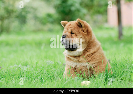 Llittle Chow chow puppy portrait in garden Banque D'Images