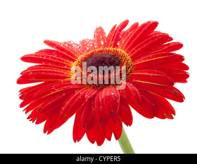 Gerbera rouge fleur avec gouttes d'eau. Libre. Isolated on white Banque D'Images