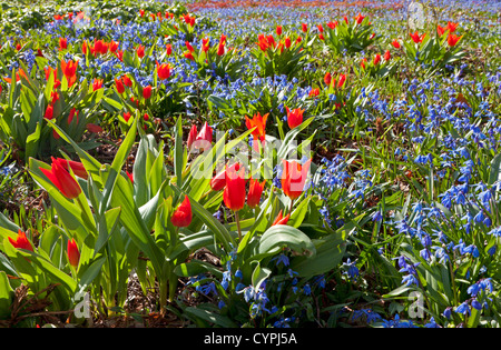 Printemps Banque D'Images