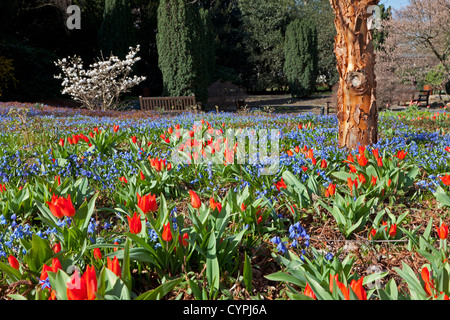 Printemps Banque D'Images