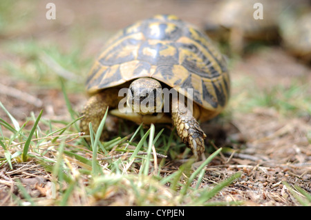 Tortue marche à travers les broussailles et sous-bois sur une chaude journée Banque D'Images