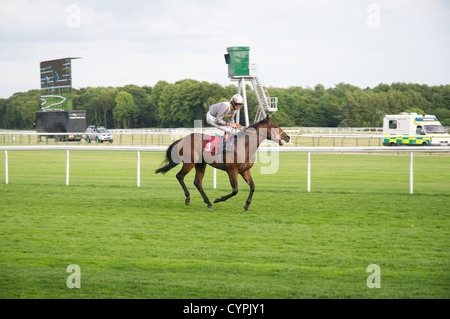 Chevaux et jockeys le long de l'herbe sur un hippodrome Banque D'Images