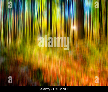 Art PHOTOGRAPHIQUE ICM: Magic Woods Banque D'Images