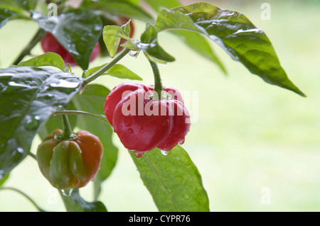 Fiery très frileux Scotch Bonnet 'poivrons Capsicum Chinensis' encore en croissance et de la maturation sur la plante. Ils se trouvent principalement dans les îles des Caraïbes. Banque D'Images