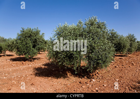 Champ d'oliviers dans la province de Jaen Andalousie Espagne campo de olivos en la provincia de jaen andalucia españa Banque D'Images