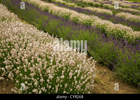 Lignes de lumière et de couleur sombre dans un champ de lavande au Purple Haze Lavender Farm sur la péninsule Olympique à Sequim, Washington. Banque D'Images