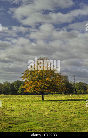 Campagne anglaise classique angleterre uk Banque D'Images