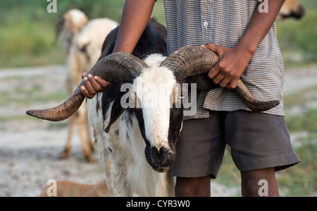 Indian boy holding herder chèvre bouc par les cornes dans la campagne indienne. L'Andhra Pradesh, Inde Banque D'Images