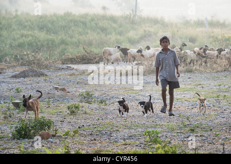 Chèvre indien garçon marche avec des chiots bergers autour du troupeau dans la campagne indienne. L'Andhra Pradesh, Inde Banque D'Images