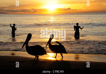 Le Mexique, Jalisco, Puerto Vallarta, Playa Olas Altas, deux pélicans sur plage et deux pêcheurs debout genou profondément en mer au coucher du soleil. Banque D'Images