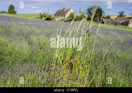 Snowshill Lavender Farm cotswolds uk Banque D'Images