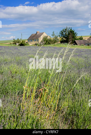 Snowshill Lavender Farm cotswolds uk Banque D'Images