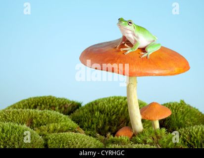 White-lipped tree frog sur un champignon vénéneux ou aux champignons Banque D'Images