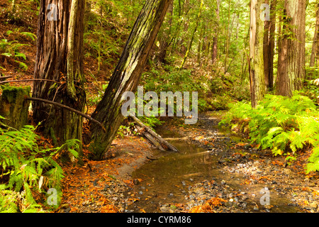 La forêt vierge avec le creek Banque D'Images