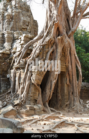 Racines d'un arbre géant le également mangeuses ruines du Temple Ta Som dans le parc du Temple d'Angkor, Cambodge Banque D'Images