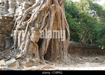 Racines d'un arbre géant le également mangeuses ruines du Temple Ta Som dans le parc du Temple d'Angkor, Cambodge Banque D'Images