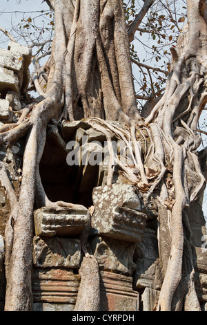 Racines d'un arbre géant le également mangeuses ruines du Temple Ta Som dans le parc du Temple d'Angkor, Cambodge Banque D'Images