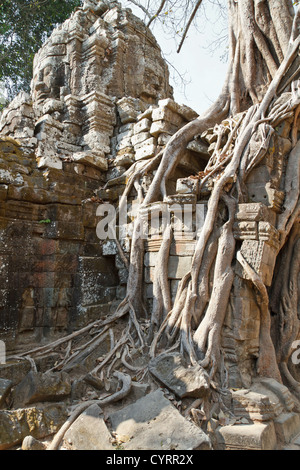 Racines d'un arbre géant le également mangeuses ruines du Temple Ta Som dans le parc du Temple d'Angkor, Cambodge Banque D'Images