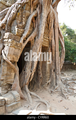 Racines d'un arbre géant le également mangeuses ruines du Temple Ta Som dans le parc du Temple d'Angkor, Cambodge Banque D'Images