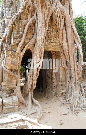 Racines d'un arbre géant le également mangeuses ruines du Temple Ta Som dans le parc du Temple d'Angkor, Cambodge Banque D'Images