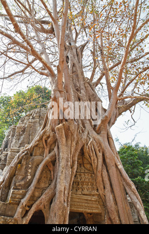 Racines d'un arbre géant le également mangeuses ruines du Temple Ta Som dans le parc du Temple d'Angkor, Cambodge Banque D'Images