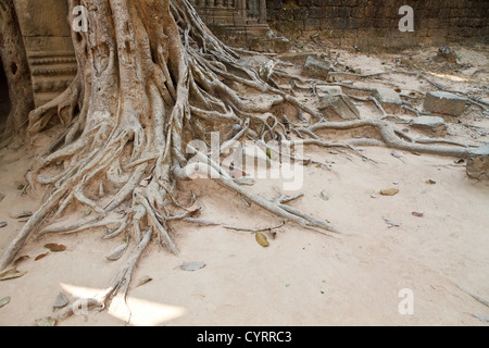 Racines d'un arbre géant le également mangeuses ruines du Temple Ta Som dans le parc du Temple d'Angkor, Cambodge Banque D'Images