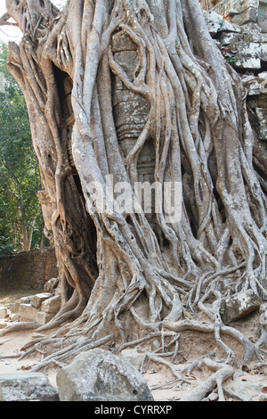 Racines d'un arbre géant le également mangeuses ruines du Temple Ta Som dans le parc du Temple d'Angkor, Cambodge Banque D'Images