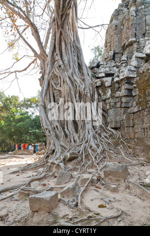 Racines d'un arbre géant le également mangeuses ruines du Temple Ta Som dans le parc du Temple d'Angkor, Cambodge Banque D'Images