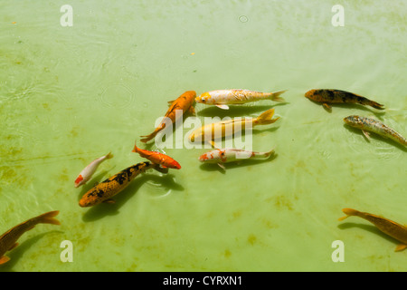 Plusieurs carpes koï couleur nager dans un étang, Pavillon japonais, le parc Ibirapuera, Sao Paulo, Brésil Banque D'Images