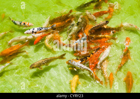 Plusieurs carpes koï couleur nager dans un étang, Pavillon japonais, le parc Ibirapuera, Sao Paulo, Brésil Banque D'Images