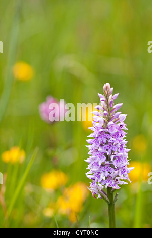 La commune de l'ouest dans la prairie de fleurs sauvages, England, UK Banque D'Images