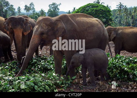 Les éléphants dans l'orphelinat Pinnawala Elephant, Rambukkana, Kegella village, Sri Lanka Banque D'Images