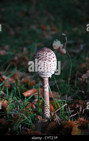 Jeune coulemelle Macrolepiota procera. Banque D'Images