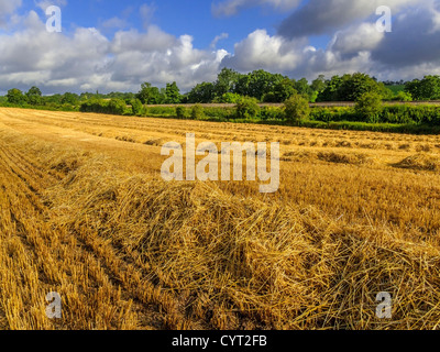 Domaine de cultures céréalières Banque D'Images