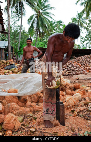 Les hommes de fractionnement du Sri Lanka de coco pour obtenir la balle à partir de la fibre. Banque D'Images