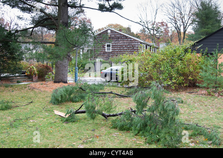 Dommages causés par l'Ouragan Sandy de Tenafly, New Jersey, USA. Membres de l'arbre tombé. Banque D'Images