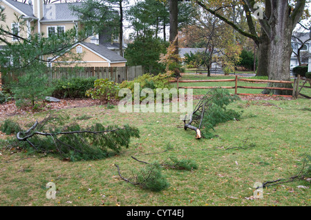 Dommages causés par l'Ouragan Sandy de Tenafly, New Jersey, USA. Membres de l'arbre tombé. Banque D'Images